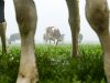 ‘Grote gemiste kans in stikstofbrief’