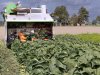 Spruiten komen nog niet aan de kilo’s van andere jaren