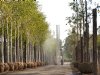 Dwarsstroomspuit raakt ook hoogste bomen