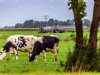 Stikstofinfo.net lanceert gratis calculator voor ammoniakemissie