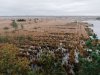 Herziening natuurdoelen Fochteloërveen nodig: ‘Stop met dode paarden’