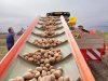 Extra vraag naar Agria’s trekt aardappelnotering omhoog