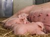 Zonvarkenconcept verlaagt broeikasgasemissies