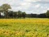 Aardappelen naast oud aardappelperceel geven meer risico op coloradokevers en alternaria