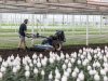 Inholland helpt tuinbouw verder met masterclasses: ‘Dicht op bedrijfsvoering’