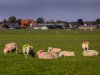 Meer schapen om te dekken in seizoen 2026