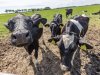 Melkveehouders kunnen ideeën indienen voor Dutch Dairy Challenge 2027