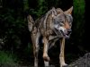 Lobby provincies en Duitse staten om beschermde status wolf verder te verlagen
