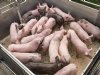 Varkensprijzen stabiliseren, maar herstel blijft uit