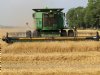 Geopolitiek biedt Australië exportkansen voor tarwe en gerst