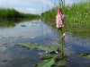 Friesland behaalt 96 procent van gestelde doelen Kaderrichtlijn Water