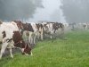 Keuze van kabinet jaagt kosten en schaalvergroting melkveehouderij aan