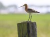 Meer nesten en broedparen voor Friese weidevogels