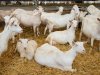 Potstal vraagt om herbezinning
