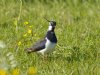 Weidevogels Workumerwaard onder de vleugels van Agrarisch Natuurfonds Fryslân
