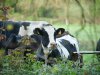 Voorintekening agrarisch natuurbeheer Overijssel en Brabant van start