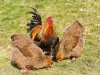 Vogelgriep op Noord-Hollandse zorgboerderij in Middelie