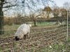 Dood dier met brief over wolf bezorgd bij gemeentehuis Oldebroek