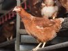 LTO: ophokplicht verstandige keuze na vogelgriepgevallen
