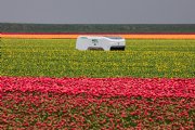 Robotisering wint terrein op boerderij, AI vaak nog blinde vlek