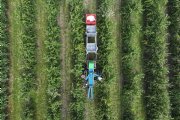 Gelderse teler zet elektrische plukmachine in bij pruimenoogst