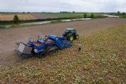 Voorzichtigheid blijft geboden bij machinaal oogsten pompoenen