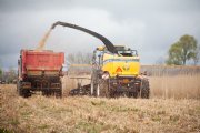 Demonstratie twee manieren van miscanthus hakselen