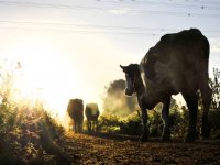 Groningen zoekt boeren voor zilte landbouw