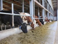 DMF: 284 leden-melkveehouders Friesland-Campina overgestapt