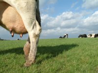 Boek zet Amerikaanse boerderijen in Friesland in de spotlights