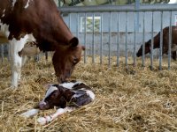 ForFarmers levert geitenvoer zonder genetische modificatie