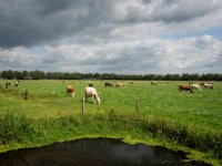 Heterosis helpt bij lange levensduur koeien