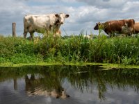 Onderzoek naar leverbot en salmonella in Friese veenweiden