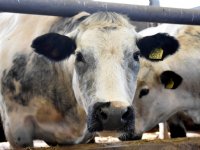 Varkenssector eist dierrechten op