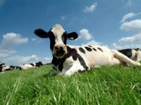 Koeien & Kansen werkt ook aan reductie broeikasgassen