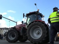 Protestactie: boeren halen koeien uit de wei om stikstofbeleid