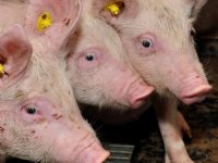 Afrikaanse varkenspest bij 2.033 wilde zwijnen in Duitsland