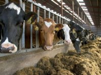 Flevolandse eiwitboeren: prijs veldbonen niet goed genoeg