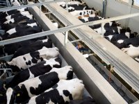 Staghouwer: blij met helderheid veehouderij