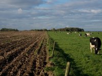 LTO Noord en KAVB willen landbouw behouden in binnenduinrand
