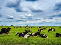 GroenLinks pleit voor meer ambitie en duurzaam boeren in stikstofaanpak