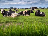 Boeren Westerkwartier willen geen moeras