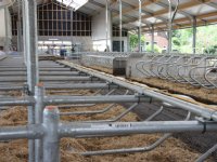 Friese boeren beproeven eiwitgewassen op veenweidegrond