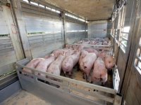 Pluimveehouders kunnen subsidie krijgen voor salmonellavaccinatie kippen