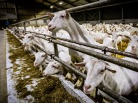 FrieslandCampina stopt met 84 leveranciers VLOG-melk