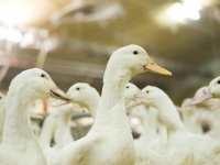 FNV vreest voor corona-uitbraak in pluimveeslachterijen