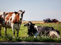 Brabantse subsidie voor innovatieve emissieverlagende stal