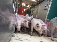 China: boer dumpte varkens in rivier