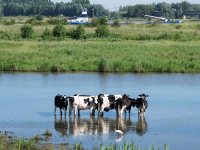 Boter veert op, melkpoeders blijven dalen
