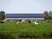 Koeien & Kansen werkt ook aan reductie broeikasgassen